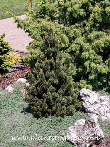 Sherwood Compact Bristle Cone Pine (Pinus aristata)
